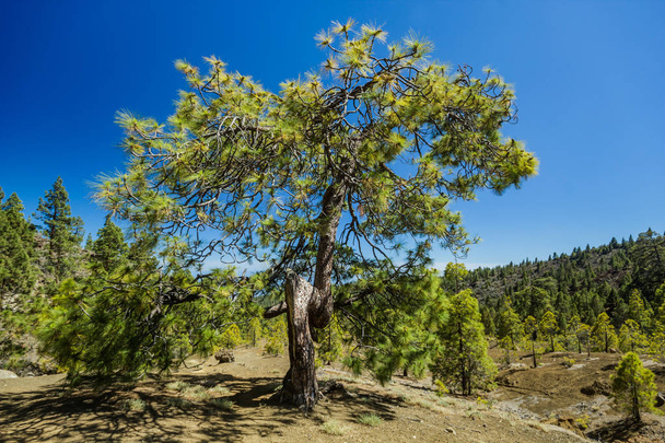 日当たりの良い日に松の木に囲まれた高地の石の道を巨大なねじれた松の木jn。澄んだ空。針葉樹の森と乾燥した山岳地帯のロッキートラッキング道路。テネリフェ 島 - 写真・画像