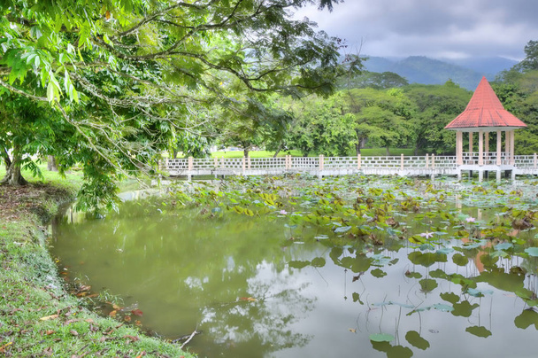 ηρεμία στον καταπράσινο φυσικό κήπο δίπλα στη λίμνη - Φωτογραφία, εικόνα