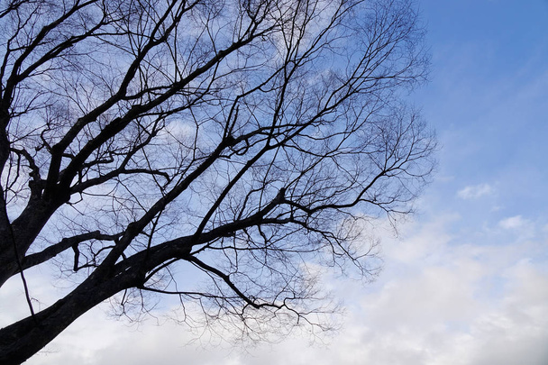Alberi secchi sotto il cielo in inverno
  - Foto, immagini