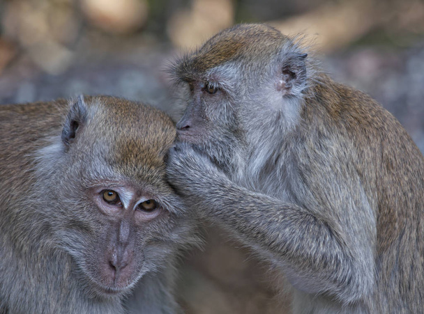 portrait shot on rhesus macaque monkey - Фото, зображення