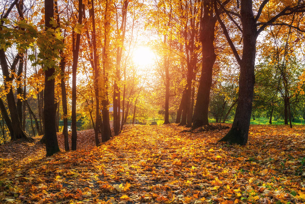 Sunny autumn in the park - Valokuva, kuva