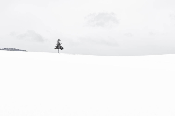 Güzel açık doğa manzara ile Noel ağacı kışın - Fotoğraf, Görsel