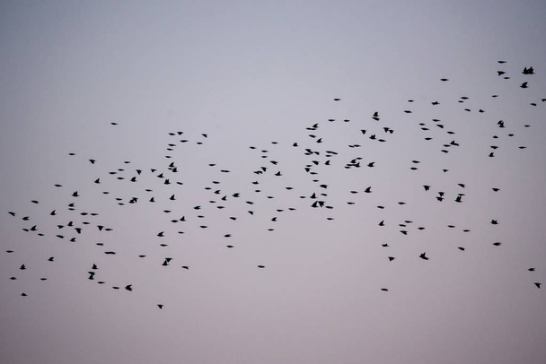 Crowd of common starling birds (Sturnus vulgaris) flying , during spring migration. - Photo, Image