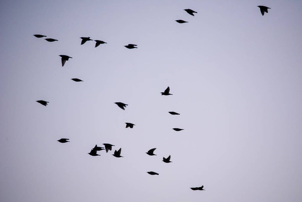 Foule d'oiseaux étourneaux communs (Sturnus vulgaris) volant, durant la migration printanière
. - Photo, image