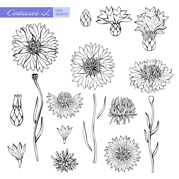Cornflower in black and white contour. Vector Botanical illustration. Objects isolated on white background. Summer design for your cards design, banners. Centaurea - Вектор, зображення