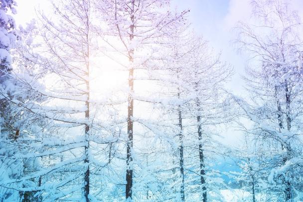 Χιονισμένα δένδρα στο δάσος του χειμώνα στο ηλιοβασίλεμα. - Φωτογραφία, εικόνα