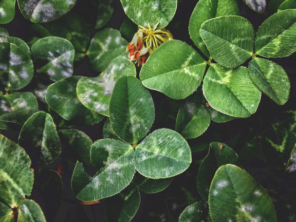 white clover, on a rainy morning, green planet, background texture - Zdjęcie, obraz