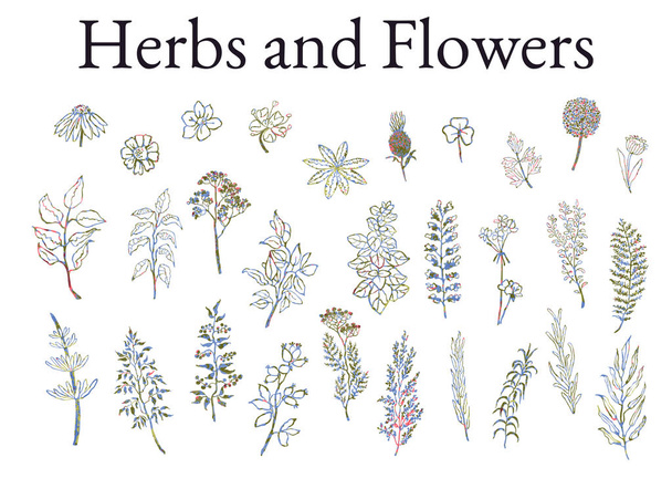 Ilustrace sada byliny, rostliny a květiny skici - Vektor, obrázek
