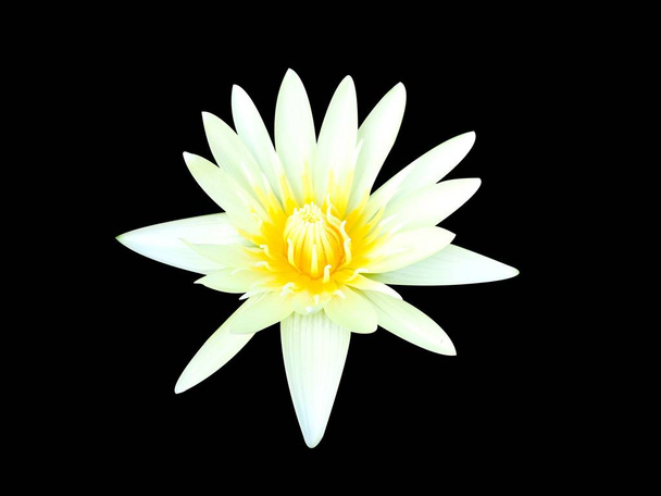 witte lotus bloem op zwarte achtergrond - Foto, afbeelding