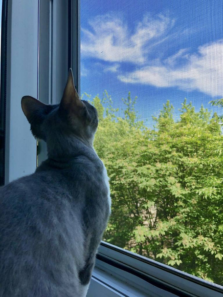 Szürke Devon Rex macska ül az ablakpárkányon figyeli természet kültéri. Devonrex állat kisállat Vértes cica látszó ki a ablak. - Fotó, kép
