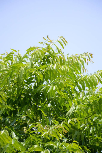 Azadirachta indica drzewo w ogrodzie przyrodnim - Zdjęcie, obraz