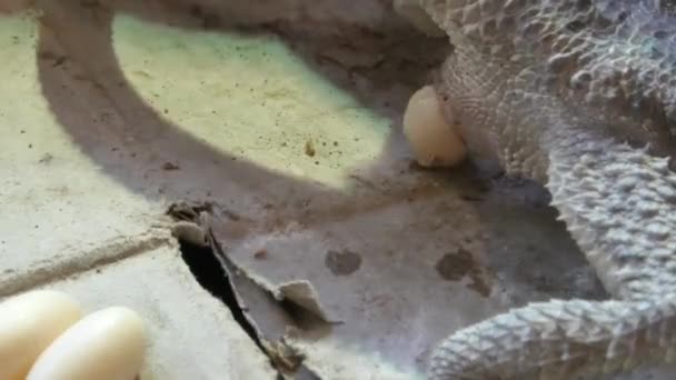 Pogona vitticeps εκθρονίζοντας αυγά - Πλάνα, βίντεο
