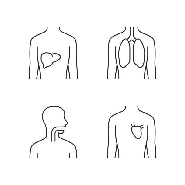 Healthy human organs linear icons set. Liver and lungs in good h - Vector, Imagen
