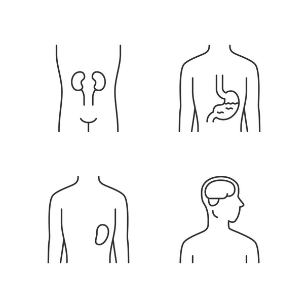Healthy human organs linear icons set. Kidney and spleen in good - Вектор,изображение