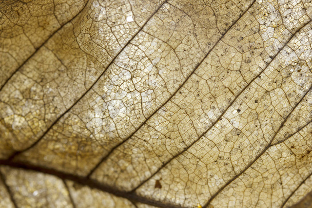 veines de feuilles séchées, automne
 - Photo, image