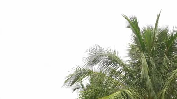 The leaves of the coconut tree waving blown along the wind on a white background. - 映像、動画