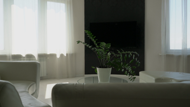 Moderno design degli interni minimalista con una pianta sul tavolo al centro della stanza. Divano semicircolare in pelle davanti alla TV
. - Filmati, video