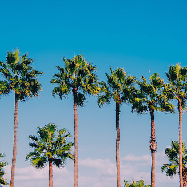 Palm tropical vacation location. Travel concept. Canary Island - Zdjęcie, obraz