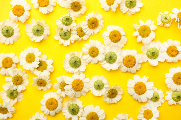 Beautiful background of small flowers of chrysanthemum - Foto, immagini
