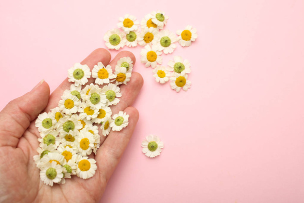 Main féminine avec de petites fleurs de chrysanthème
 - Photo, image