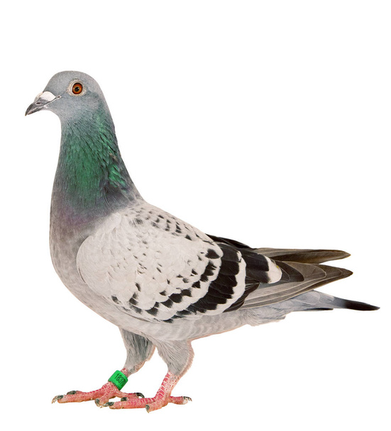 corps entier de pigeon de course de vitesse oiseau debout isoler bac blanc
 - Photo, image