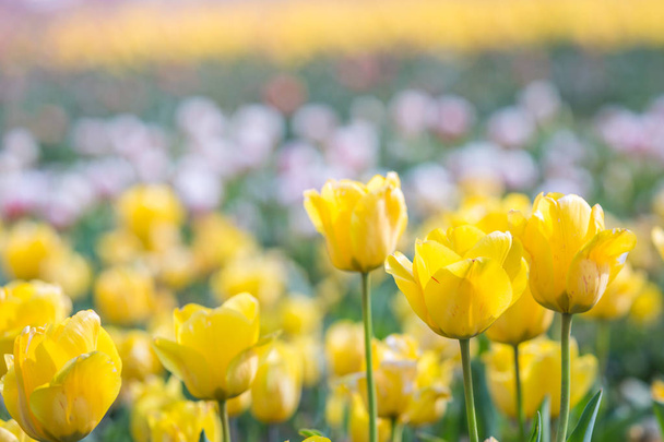 Tulipán en primavera bajo el sol, Tulipán hermoso y colorido
  - Foto, imagen