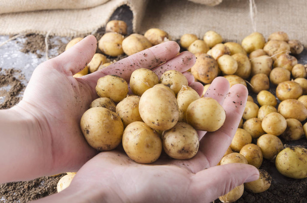 Fermier tenant un tas de pommes de terre. Concept de bonne récolte de pommes de terre fraîches nouvelles
 - Photo, image
