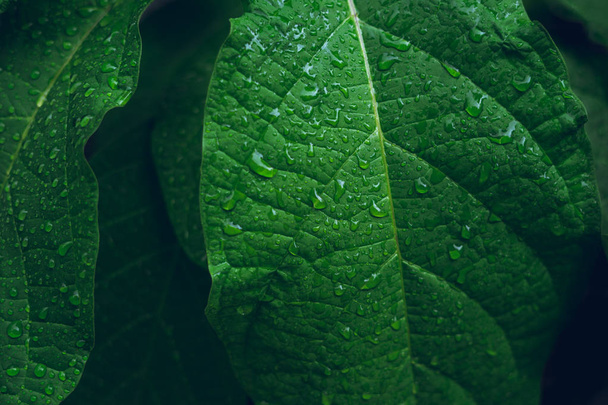 暗い葉の背景水滴葉表面  - 写真・画像