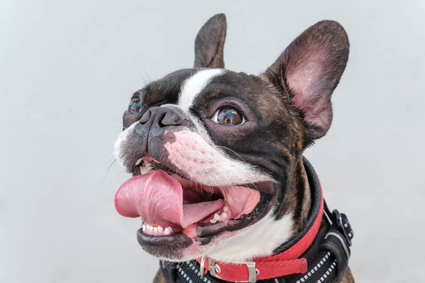 Porträt Boston Terrier reine Rasse weichen grauen Hintergrund Nahaufnahme - Foto, Bild