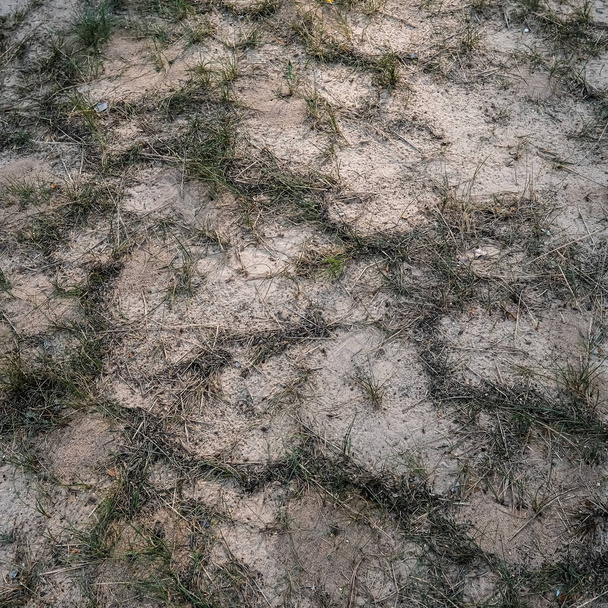 ağaç kökleri ve eski bitki artıkları ile zemin toprak dokusu - Fotoğraf, Görsel