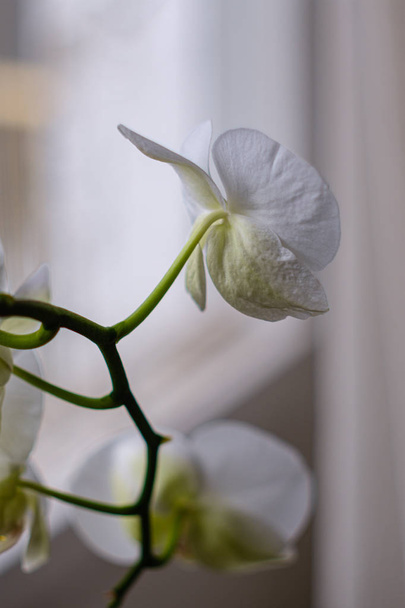 οικιακά φυτά μέσα στο διαμέρισμα σε φωτεινό λευκό εσωτερικό - Φωτογραφία, εικόνα