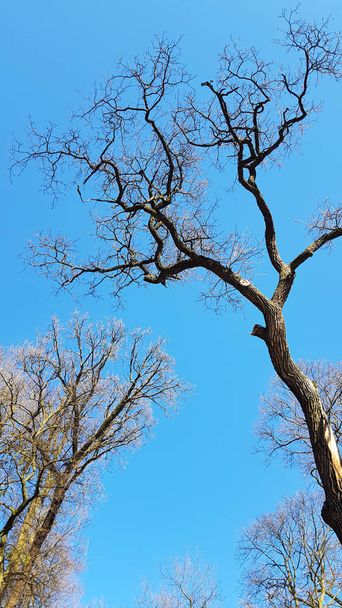 Una mirada a los árboles y el cielo azul del verano
 - Foto, imagen