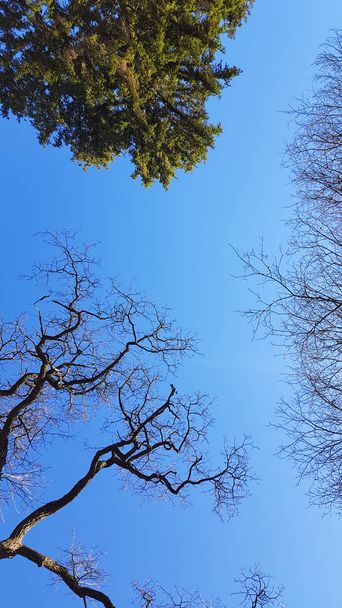 Μια ματιά στα δέντρα και τον γαλάζιο καλοκαιρινό ουρανό - Φωτογραφία, εικόνα