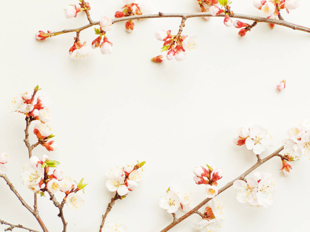 Apricot blossom on white - Photo, Image