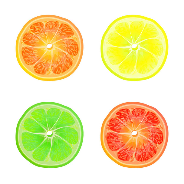 Slices of orange, lemon, lime and grapefruit isolated on white background - Vector, Image