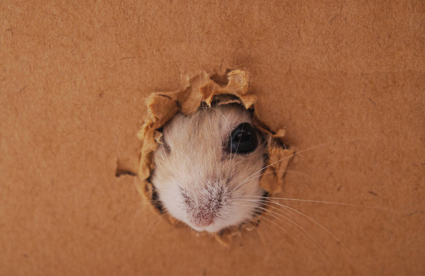 Witte hamster en gat. - Foto, afbeelding
