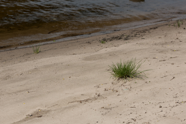 brown river coast with sand and green grass - Zdjęcie, obraz