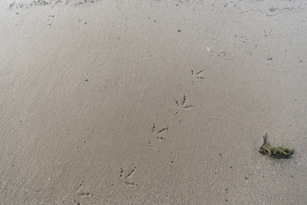 felülnézet textúrázott barna homokkal madár lábnyomok - Fotó, kép