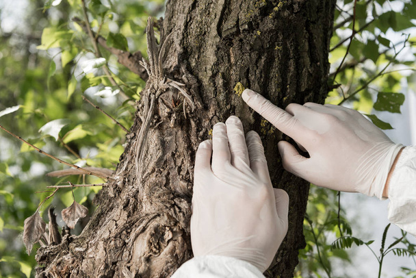 gedeeltelijke weergave van ecoloog in latex handschoenen aanraken boom schors in bos - Foto, afbeelding