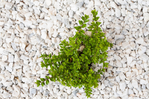 Mały zielony krzew na białe kamienie - Zdjęcie, obraz