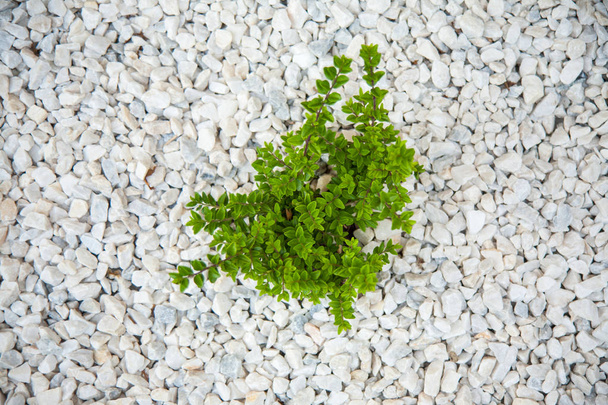 Pequeno arbusto verde nas pedras brancas
 - Foto, Imagem
