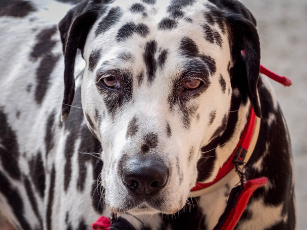 Bellissimo ritratto di cane dalmata con lo sguardo perso
 - Foto, immagini