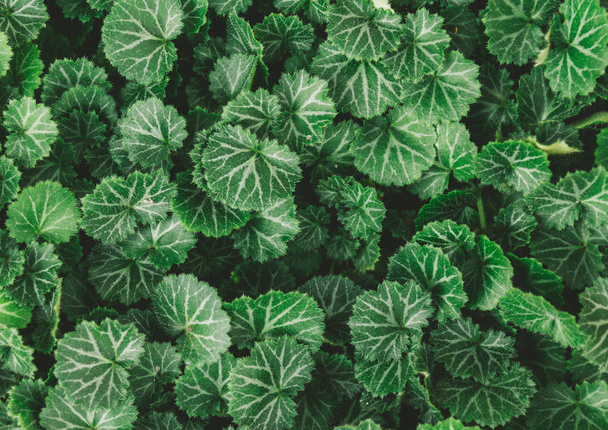 κηπουρική πράσινα φύλλα φόντο, πλήρες πλαίσιο - Φωτογραφία, εικόνα