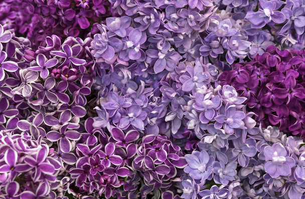 Lilla in fiore. Sfondo di fiori di lilla. Lilla diverse varietà e colori
. - Foto, immagini