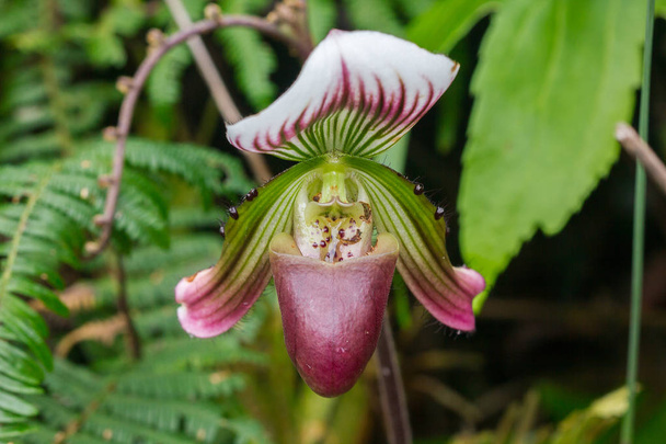 Paphiopedilum In nature that is beautiful The flowers are green or purple green - Photo, Image