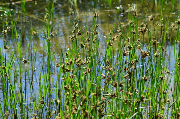 u řeky rostou zelené Reedy - Fotografie, Obrázek