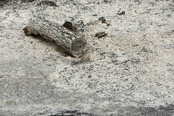 Um grande tronco de carbonizado em uma cinza encontra-se em uma pira extinta
 - Foto, Imagem
