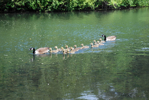 Маленькие гуси с гусями на берегу озера
 - Фото, изображение