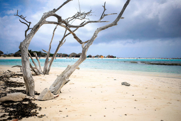 Viejo y seco árbol de divi-divi en la playa del bebé Aruba
 - Foto, Imagen
