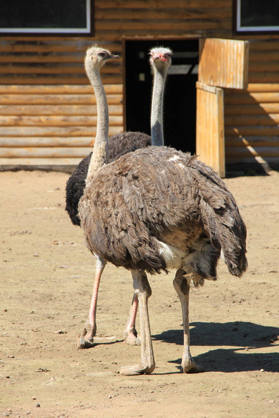 Wild african ostrich on a rural farm - Фото, изображение